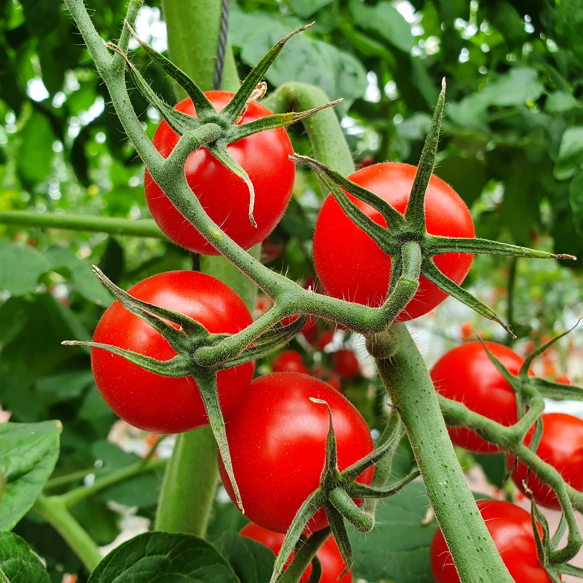 Perfect tomatoes